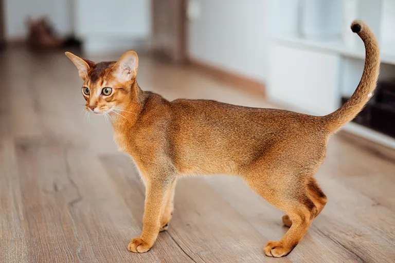 abyssin-le-chat-gracieux-aux-mille-decouvertes