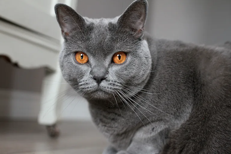le-chartreux-le-chat-bleu-a-la-francaise