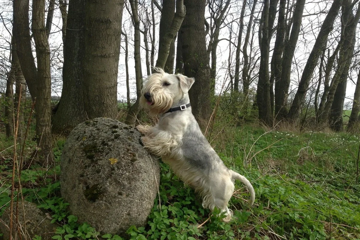 Terrier tchèque