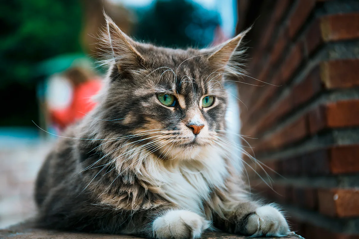 le-chat-MaineCoon-gentil-géant-du-monde-félin