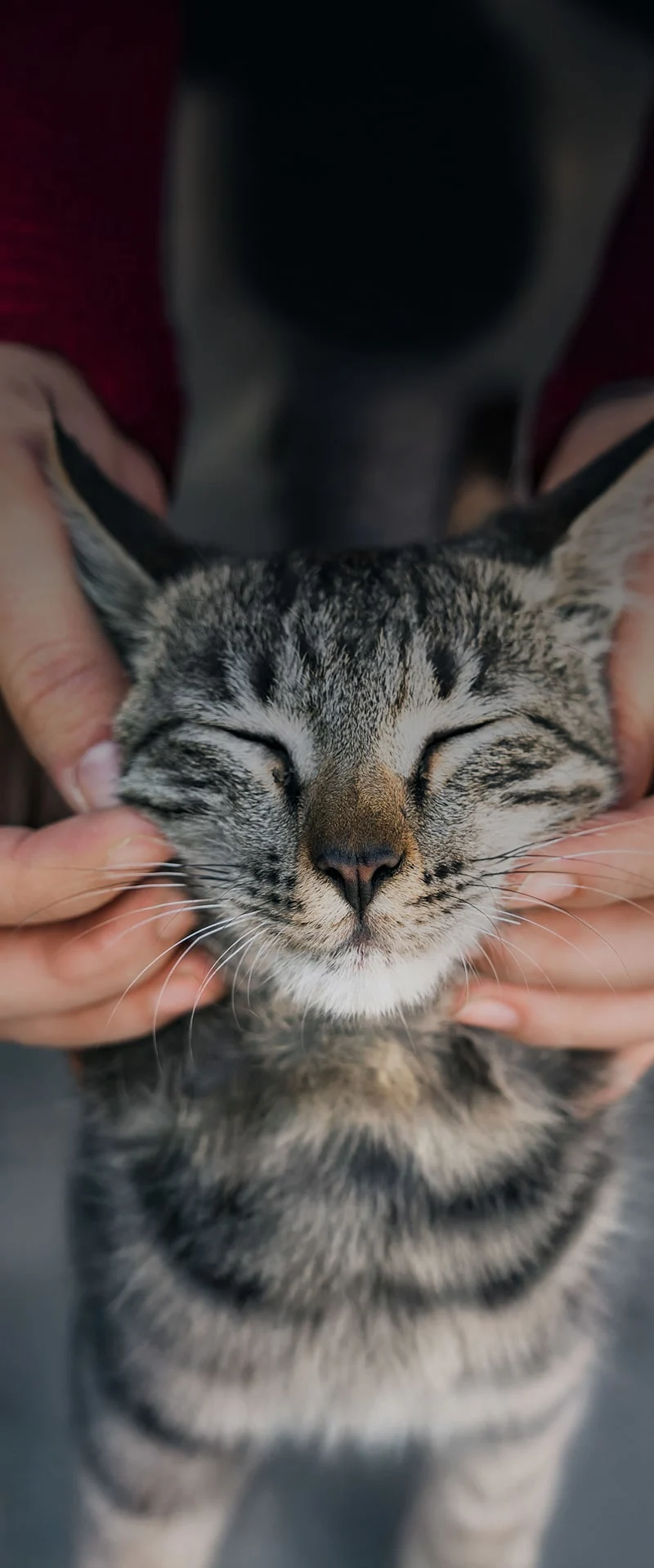 chat en train de se faire caresser par son propriétaire