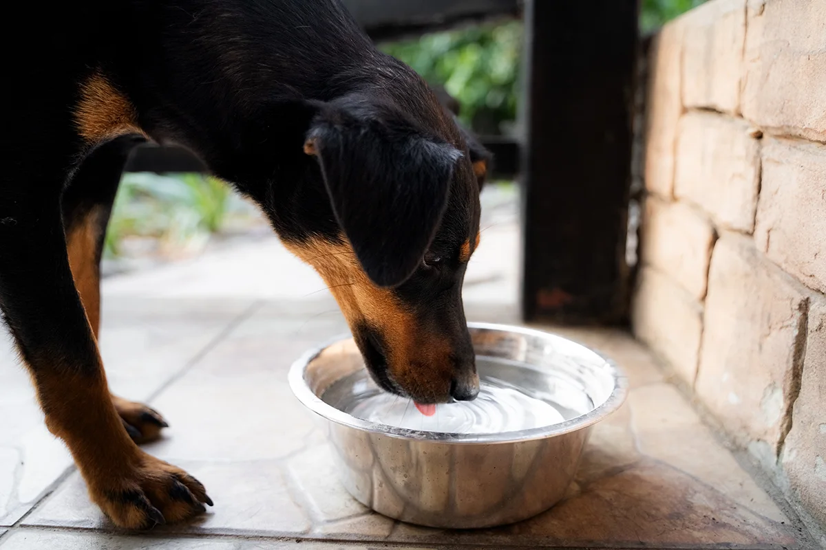 chien-boit-beaucoup