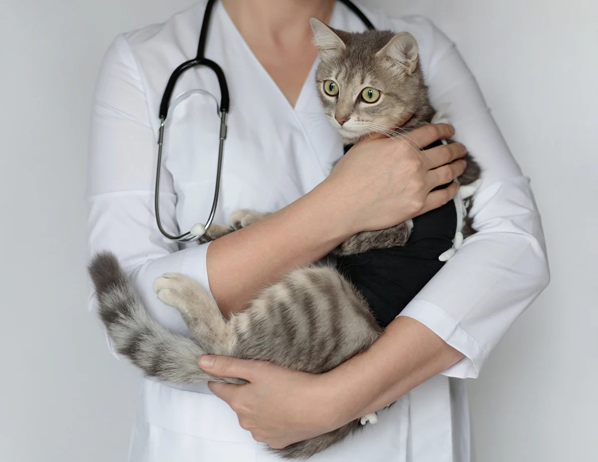 prendre-soin-chat-apres-sterilisation