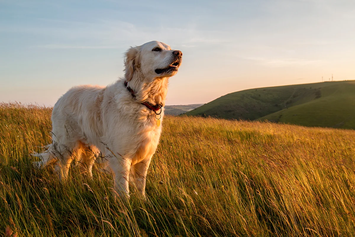 le-labrador-retriever-besoin-dexercice-et-activites