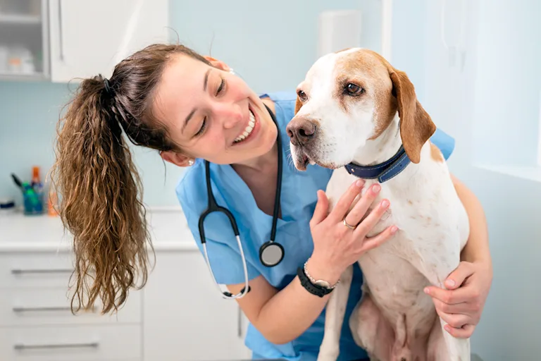 la-maladie-de-von-willebrand-chez-le-chien-causes-symptomes-et-traitement