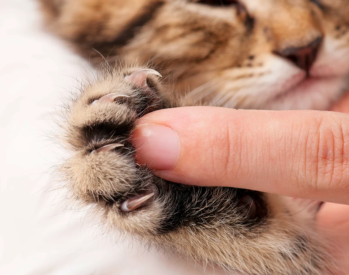 chat-griffe-papier-peint