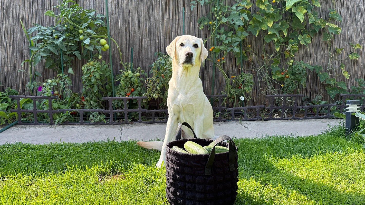 donner-courgette-a-un-chien