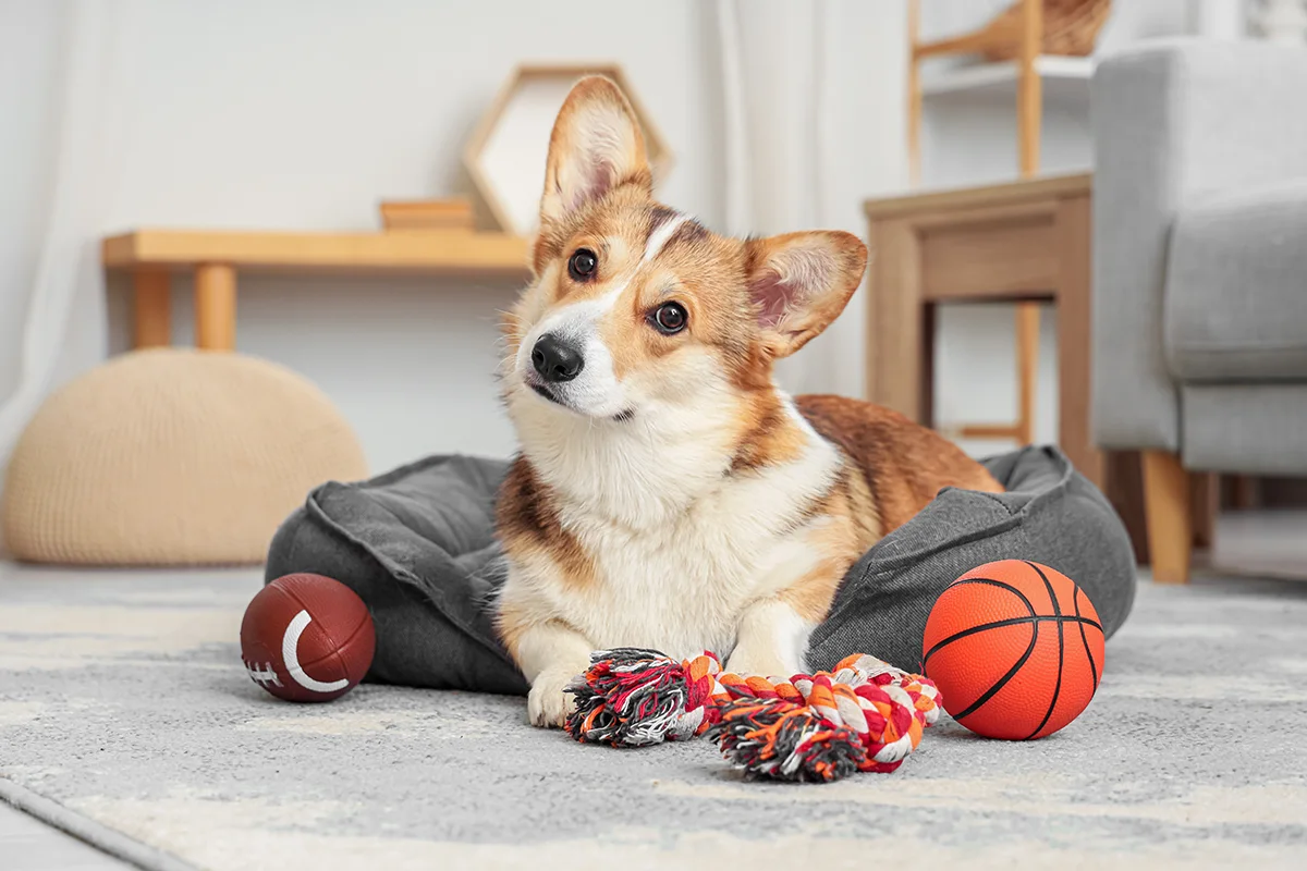 occuper-chien-travaille-toute-la-journee