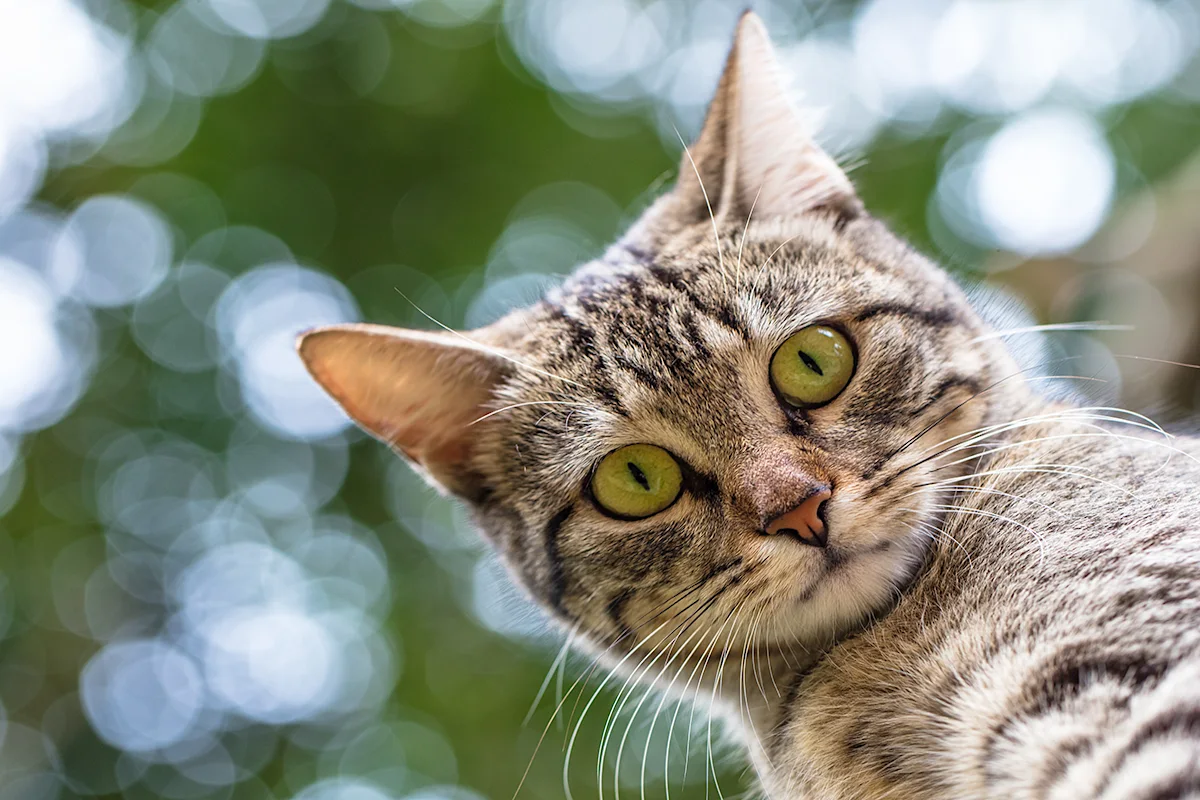 luveite-chez-le-chat-causes-symptomes-et-traitement