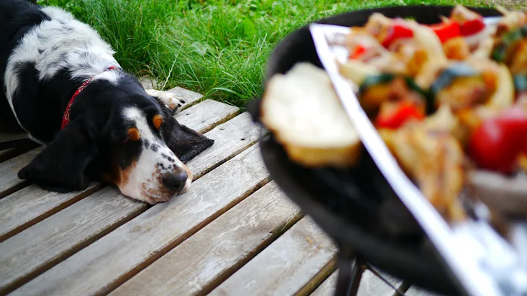 barbecue-chien-danger