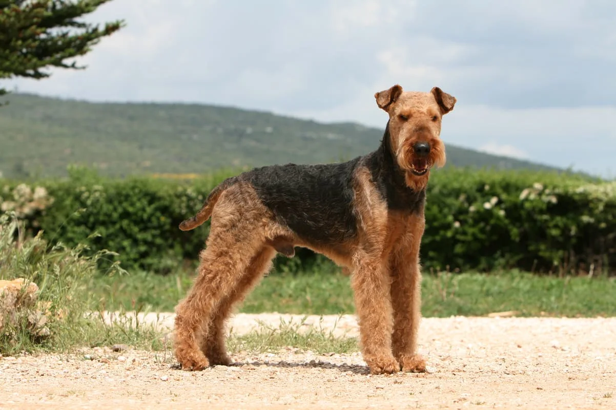 chien-airedale-terrier