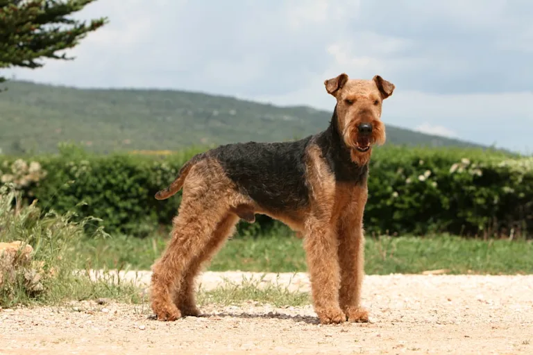 chien-airedale-terrier