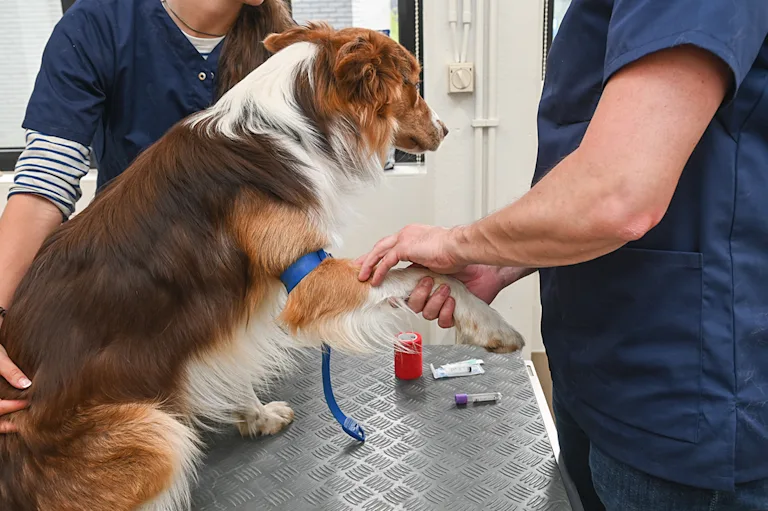 prise-de-sang-chien