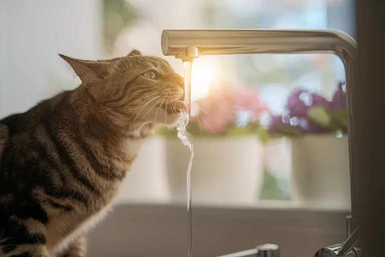 chat-qui-boit-enormement-eau