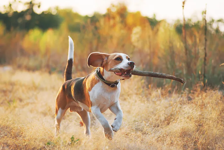 assurance-chien-de-chasse