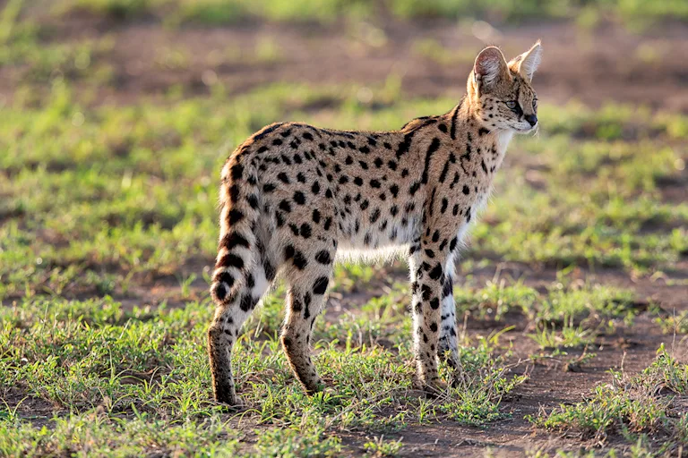 le-safari-un-chat-hydride-rare