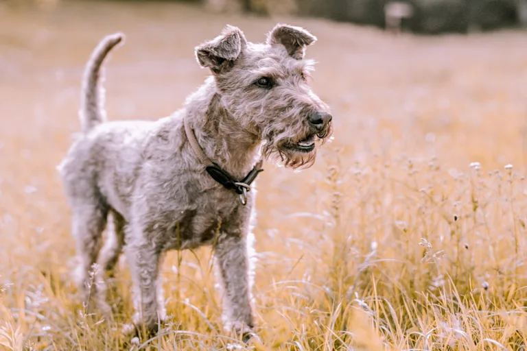 Lakeland Terrier