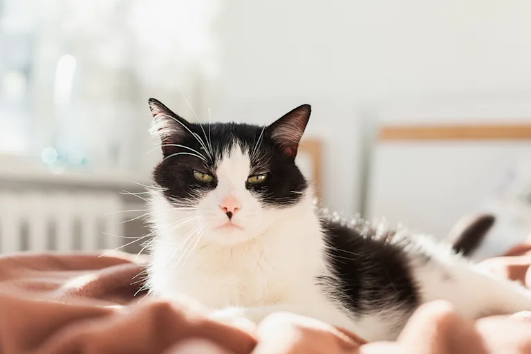 le-sida-chez-le-chat-causes-symptomes-et-traitement