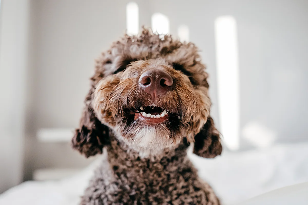 chien-qui-sen-mauvais-de-la-bouche