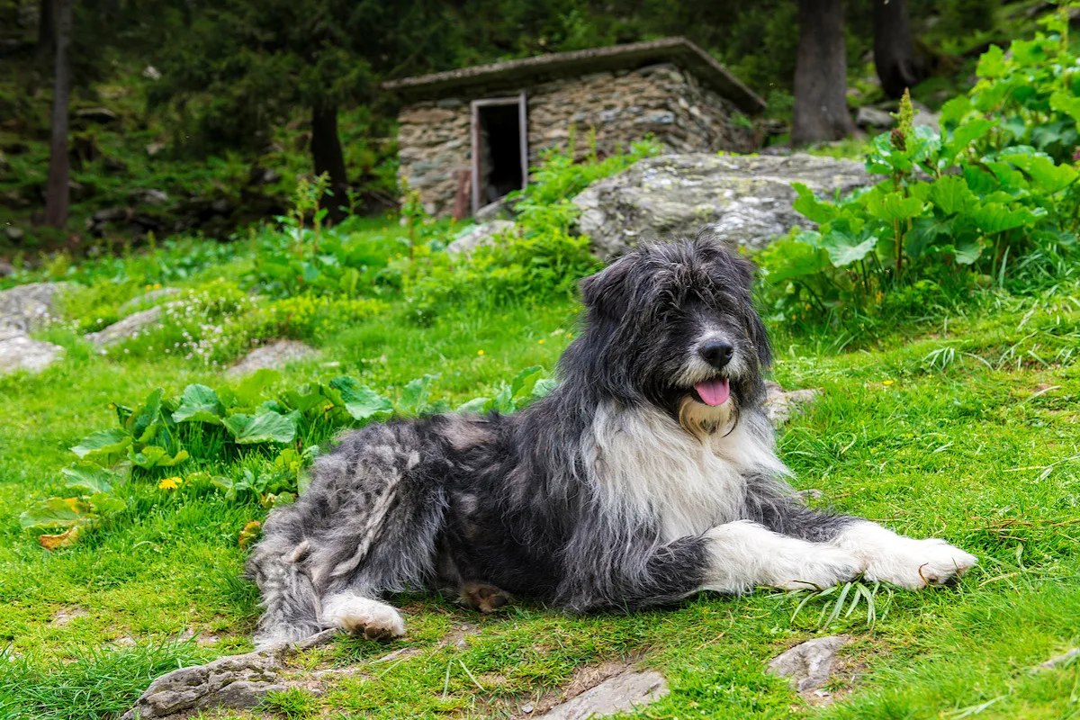 Chien de Berger Roumain de Mioritza