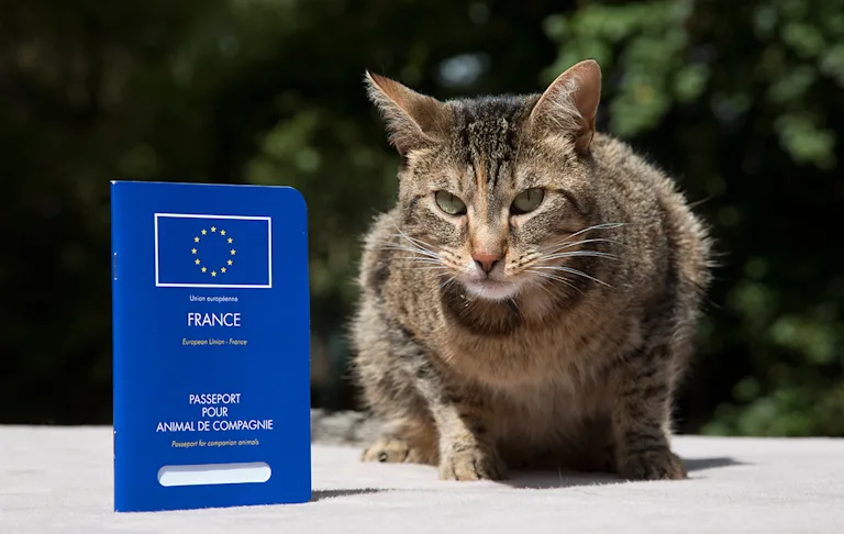 passeport-chat