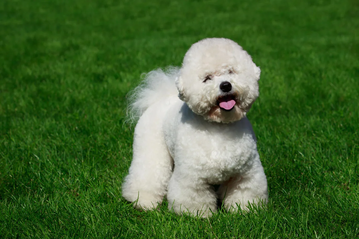 chien-bichon-poil-frise