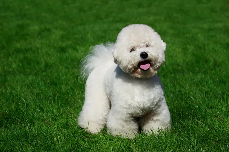 chien-bichon-poil-frise
