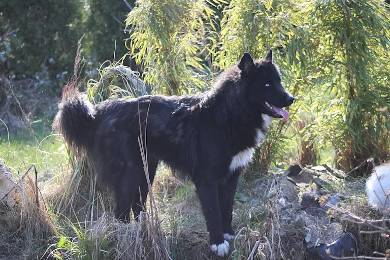 Laïka Russo-Européen