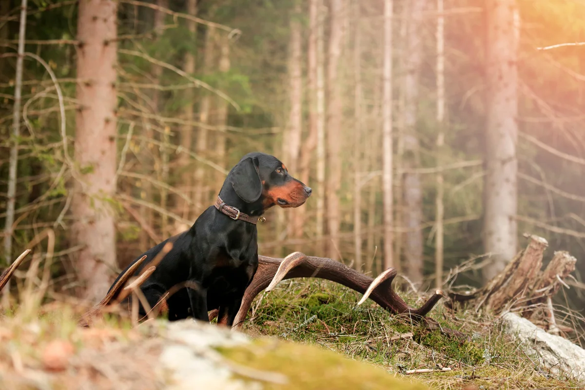 Chien Courant Slovaque