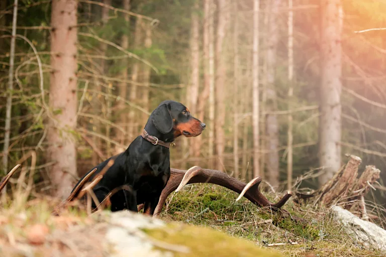 Chien Courant Slovaque