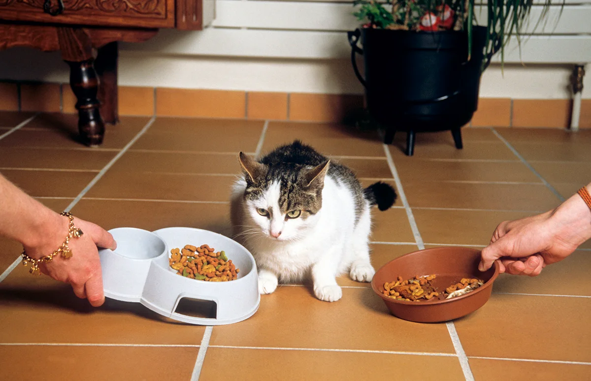 alimentation-chat-croquettes-patee