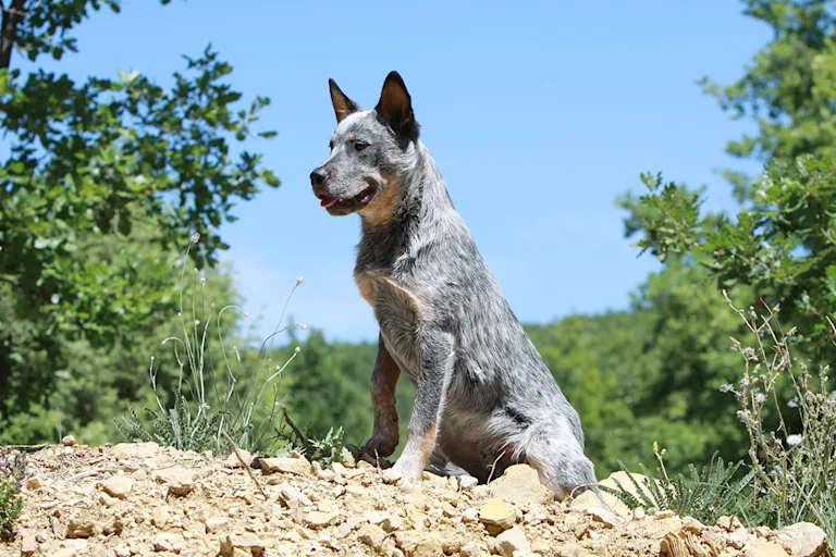 le-bouvier-australien-le-grand-actif