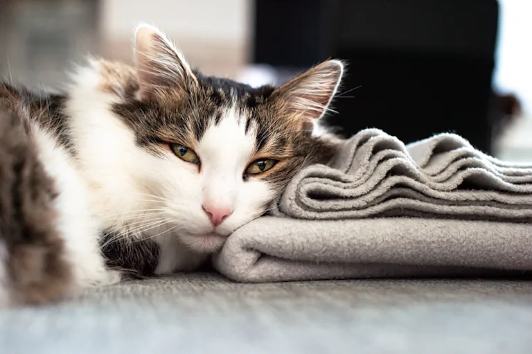 la-teigne-chez-le-chat-causes-symptomes-et-traitement