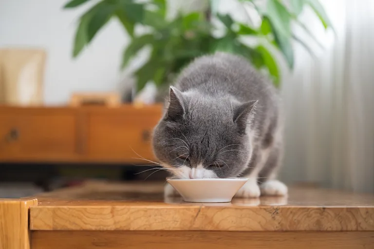 chat-rentre-que-pour-manger