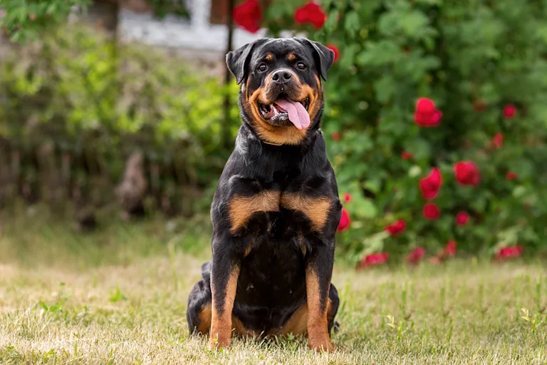 le-rottweiler-force-et-equilibre
