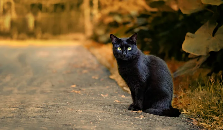 chat-noir-danger-halloween