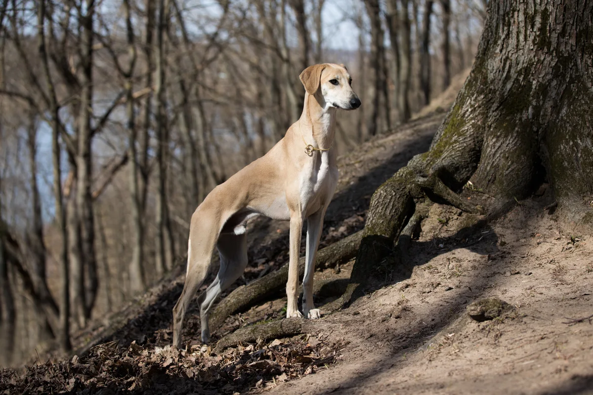 chien-sloughi