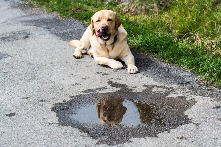 leptospirose-chez-le-chien-causes-symptomes-et-traitement