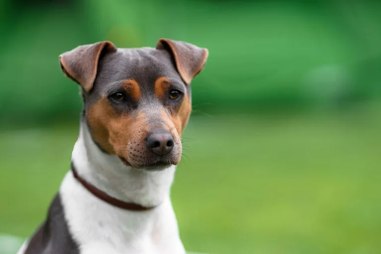 chien-terrier-bresilien