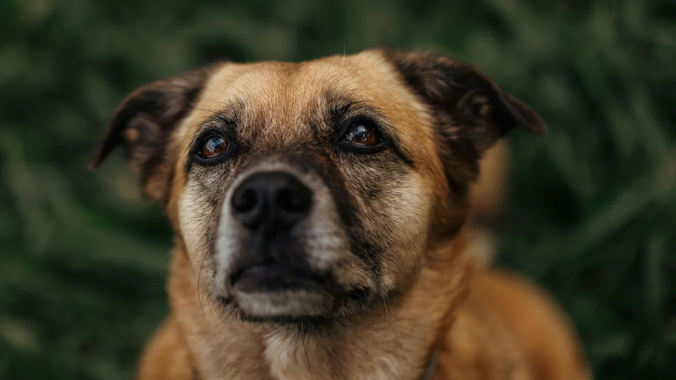 signes-vieillissement-chien