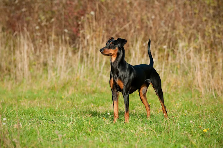 le-pinscher-autrichien-a-poil-court