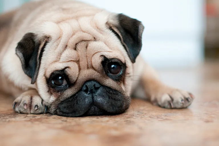 carlin-le-chien-qui-charme-toutes-les-generations