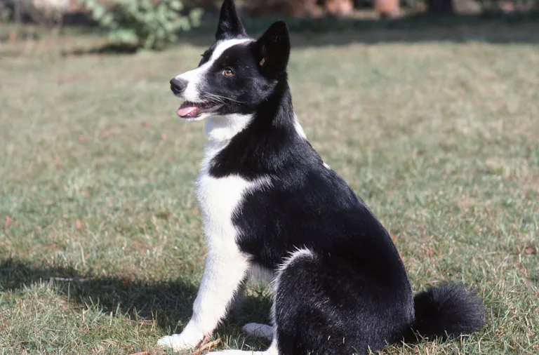 chien-dours-de-carelie