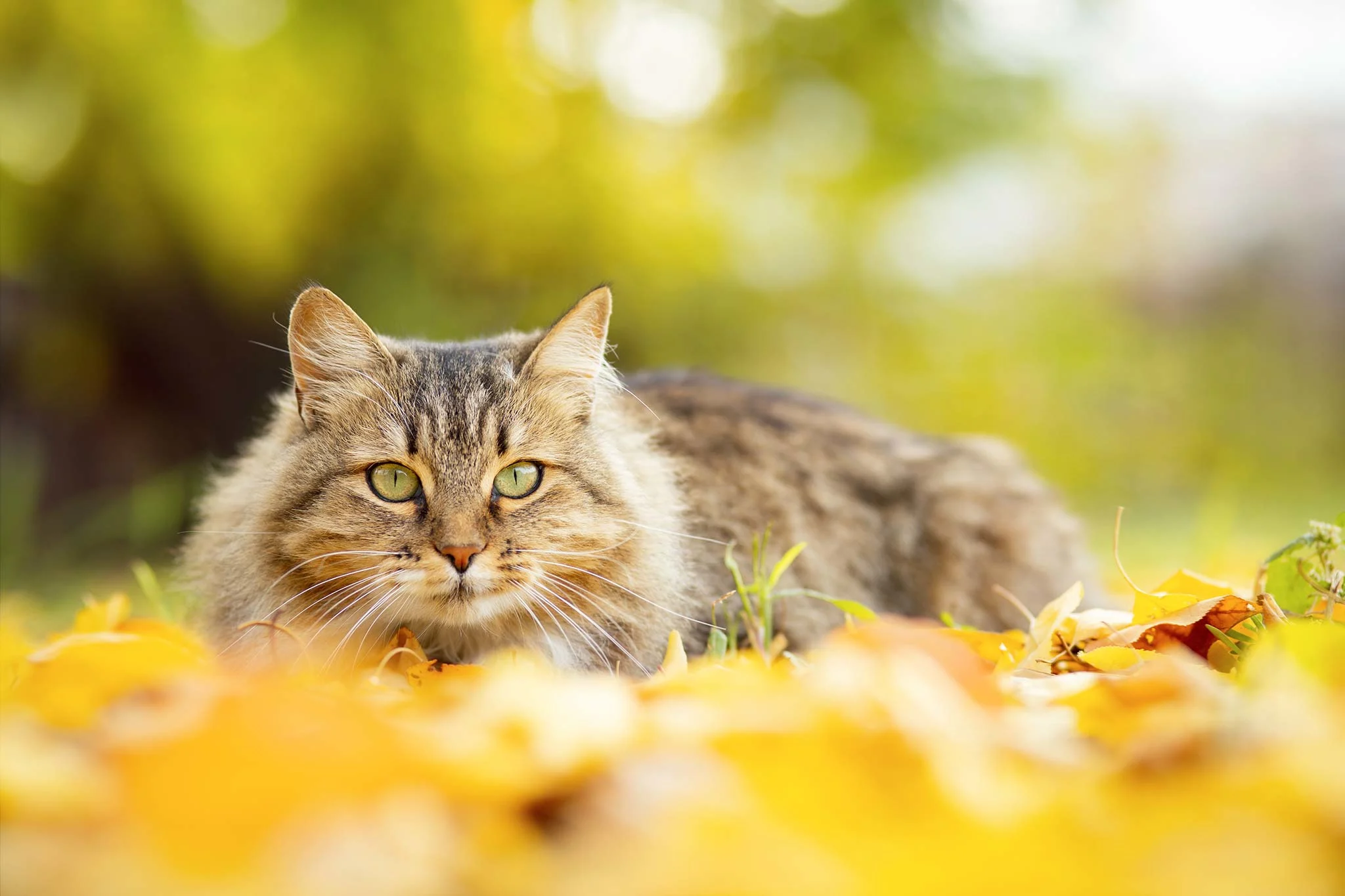 chat-hypoallergénique