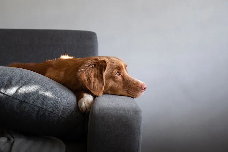 mon-chien-soupire