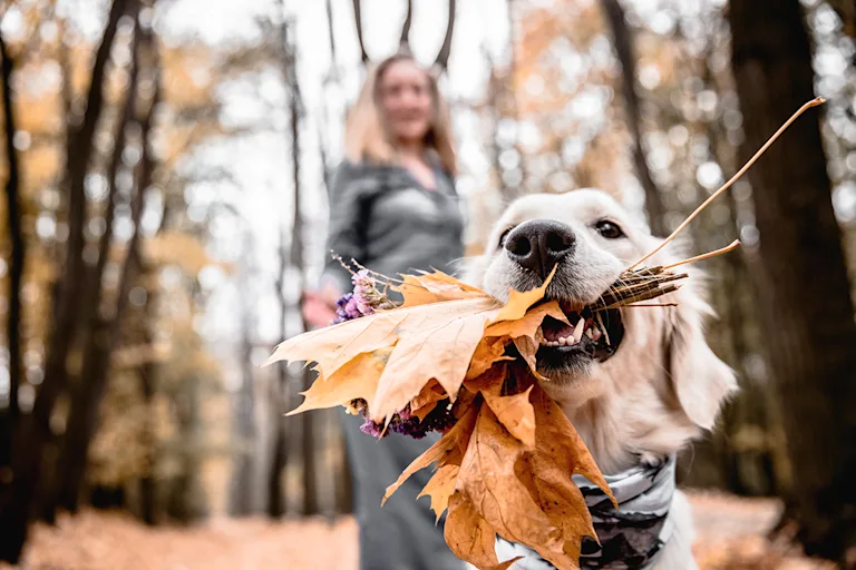 chien-en-automne