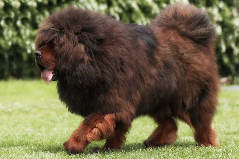 le-dogue-du-tibet-le-geant-de-lhimalaya