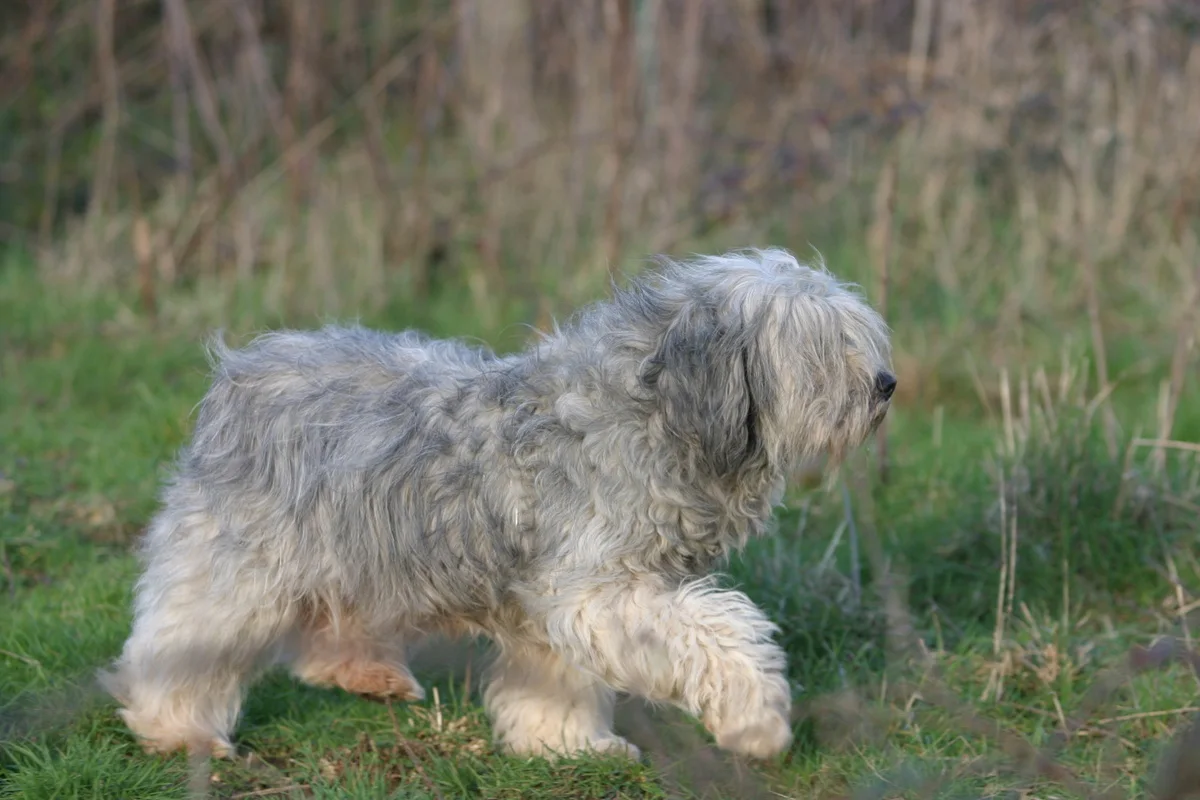 Berger Polonais de Plaine