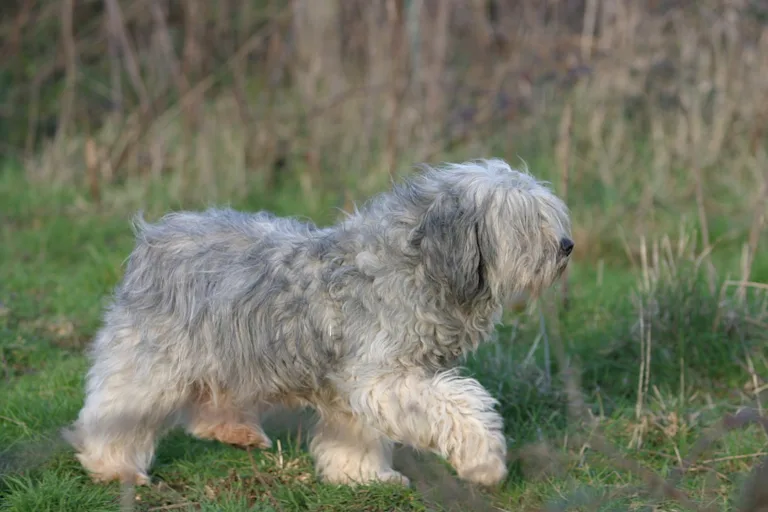 Berger Polonais de Plaine