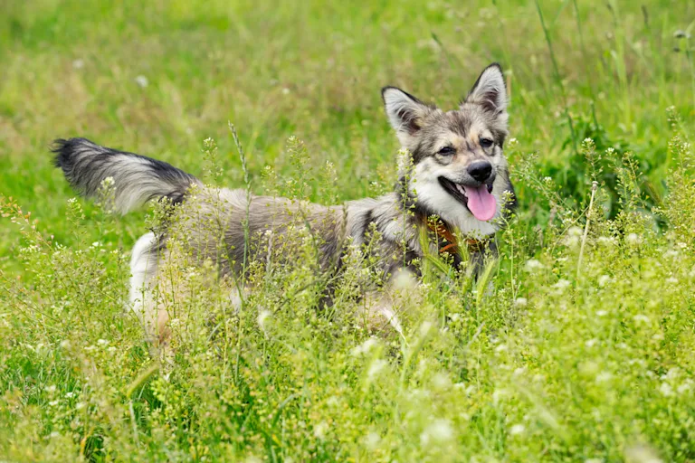 chien-sptiz-des-wisigoths